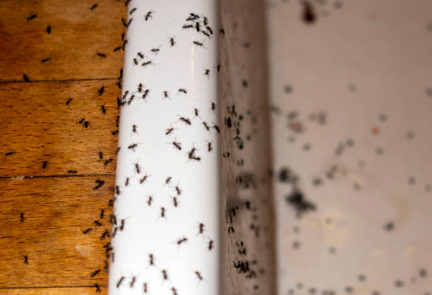 Best Wasp Removal Services  in Linn, MO
